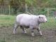 Ryeland owca - Rasy owiec