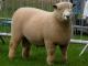 Ryeland owca - Rasy owiec