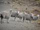 Santa Cruz owca - Rasy owiec