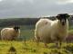 Scottish Blackface  sheep