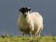 Scottish Blackface (Blackface) Hausschaf - Rassen Sheep