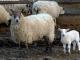 škotski Greyface ovca - Pasmina ovaca
