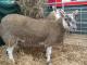 szkocki Greyface owca - Rasy owiec