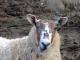 Skotlandia Greyface Domba - Domba Breeds