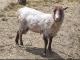 Shetland ovca - Pasmina ovaca