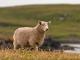 Shetland Domba - Domba Breeds