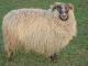 Shetland-Cheviot owca - Rasy owiec