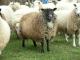 הסקוטי Cheviot כבש - גזעי כבשים