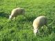 Shetland-Cheviot owca - Rasy owiec