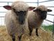 Shropshire ovca - Pasmina ovaca