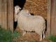 Skudde (Skuddeschaap) Hausschaf - Rassen Sheep