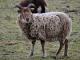 Soay ovca - Pasmina ovaca