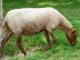 Solognote (Solognot) כבש - גזעי כבשים