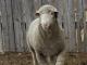 דרום אפריקה בשר (כבש) Merino כבש - גזעי כבשים