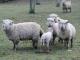 Southdown Hausschaf - Rassen Sheep