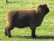 Southdown ovca - Pasmina ovaca