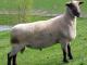 South Suffolk Hausschaf - Rassen Sheep