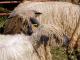 Južna Suffolk ovca - Pasmina ovaca