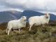 Południowa Walia Mountain owca - Rasy owiec