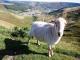 Południowa Walia Mountain owca - Rasy owiec