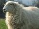 South Wales Berg Hausschaf - Rassen Sheep