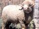 Španjolski Merino (Merina) ovca - Pasmina ovaca