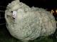 ספרדית Merino (Merina) כבש - גזעי כבשים