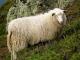Spael כבשים (Norsk Spael כבשים, Spælsau) כבש - גזעי כבשים