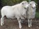 St. Croix (Djevičanski otok Bijela) ovca - Pasmina ovaca