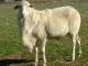 St. Croix (Djevičanski otok Bijela) ovca - Pasmina ovaca