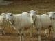 St Croix (Virgin Island Putih) Domba - Domba Breeds