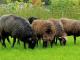 Steinschaf ovelha - Raças de ovinos