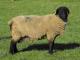 Suffolk  sheep
