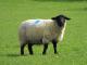 Suffolk Hausschaf - Rassen Sheep