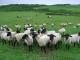 Suffolk Hausschaf - Rassen Sheep