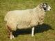 Swaledale כבש - גזעי כבשים