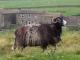 Swaledale Domba - Domba Breeds