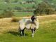Swaledale owca - Rasy owiec