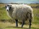 Swaledale Hausschaf - Rassen Sheep