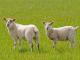 Swifter Hausschaf - Rassen Sheep