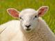Swifter owca - Rasy owiec