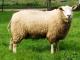 Swifter owca - Rasy owiec