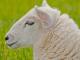 Swifter Hausschaf - Rassen Sheep