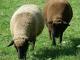 Swiss Black-Brown Mountain Hausschaf - Rassen Sheep