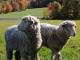 Targhee Hausschaf - Rassen Sheep