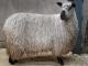 Teeswater כבש - גזעי כבשים