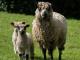 Teeswater owca - Rasy owiec