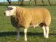 Texel owca - Rasy owiec