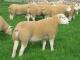 Texel Hausschaf - Rassen Sheep
