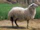 Tong owca - Rasy owiec